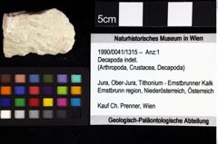 Foto (Objket + Etiketten) von Decapoda indet. 